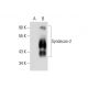 CD362/SDC2/Syndecan-2 Antibody (H-7) - Western Blotting - Image 143397 