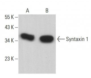 Syntaxin 1 Antibody (4E209) - Western Blotting - Image 382148 