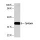 Syntaxin 1 Antibody (C-5) - Western Blotting - Image 4053 