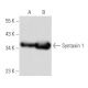 Syntaxin 1 Antibody (C-5) - Western Blotting - Image 355737 