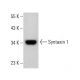 Syntaxin 1 Antibody (SP7) - Western Blotting - Image 381107