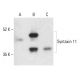 Syntaxin 11 Antibody (A-4) - Western Blotting - Image 401885