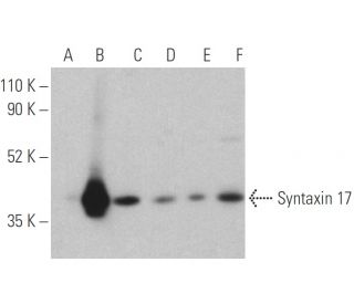 Syntaxin 17 Antibody (A-11) - Western Blotting - Image 400813 
