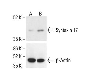 Syntaxin 17 Antibody (A-11) - Western Blotting - Image 411956