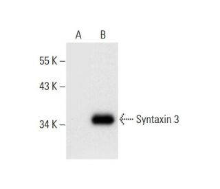 Syntaxin 3 Antibody (D-5) - Western Blotting - Image 296015