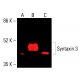 Syntaxin 3 Antibody (D-5) - Western Blotting - Image 416168 