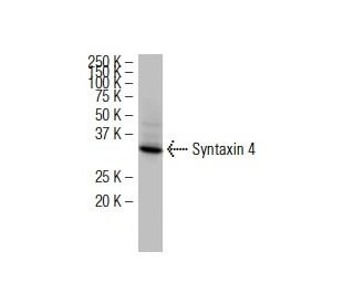 Syntaxin 4 Antibody (QQ-17) - Western Blotting - Image 34658