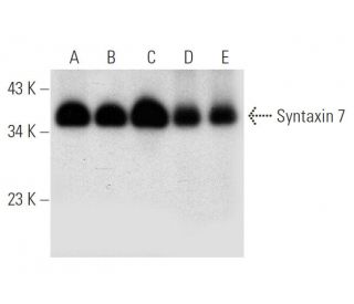 Syntaxin 7 Antibody (A-1) - Western Blotting - Image 314168 