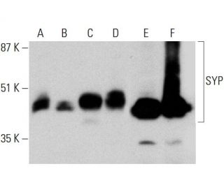 SYP/Synaptophysin Antibody (D-4) - Western Blotting - Image 385688 
