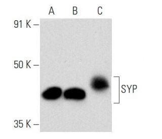 SYP/Synaptophysin Antibody (SVP38) - Western Blotting - Image 354362 
