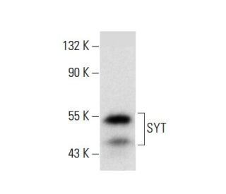 SYT Antibody (A-10) - Western Blotting - Image 137948