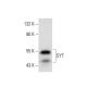 SYT Antibody (A-10) - Western Blotting - Image 137948