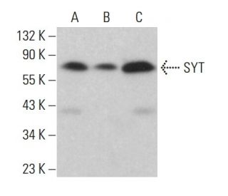 SYT Antibody (C-10) - Western Blotting - Image 382622 