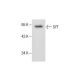 SYT Antibody (C-3) - Western Blotting - Image 287508 