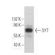 SYT Antibody (C-3) - Western Blotting - Image 361626 