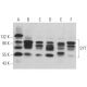 SYT Antibody (C-3) - Western Blotting - Image 361632