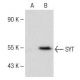 SYT Antibody (E-5) - Western Blotting - Image 149675 