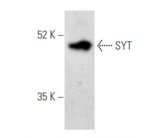 SYT Antibody (E-5) - Western Blotting - Image 355472 
