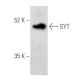 SYT Antibody (E-5) - Western Blotting - Image 355472 