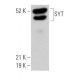 SYT Antibody (E-5) - Western Blotting - Image 362137