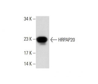 HRPAP20 Antibody (G-10) - Western Blotting - Image 127383 