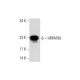 HRPAP20 Antibody (G-10) - Western Blotting - Image 127383 