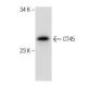 CT45 (G-15): sc-138225. Western blot analysis of CT45 expression in T-47D whole cell lysate. 