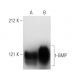 t-GMP Antibody (48A10) - Western Blotting - Image 4034
