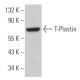 T-Plastin Antibody (A-8) - Western Blotting - Image 364185
