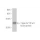 T-type Ca++ CP α1I Antibody (3H5) - Western Blotting - Image 348981