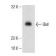 Bad Antibody (C-7) - Western Blotting - Image 147332
