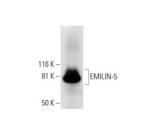 EMILIN-5 Antibody (F-11) - Western Blotting - Image 290890 