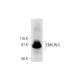 EMILIN-5 Antibody (F-11) - Western Blotting - Image 290890 