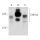 T2R104 Antibody (H-5) - Western Blotting - Image 357325
