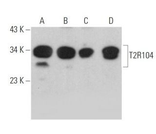 T2R104 Antibody (H-5) - Western Blotting - Image 379047 