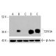T2R104 Antibody (H-5) - Western Blotting - Image 416084 