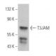 T3JAM Antibody (B-7) - Western Blotting - Image 366990