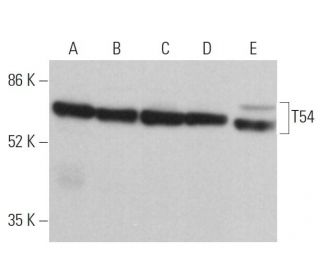 T54 Antibody (A-4) - Western Blotting - Image 379339 