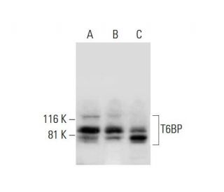 T6BP Antibody (H-6) - Western Blotting - Image 294101 