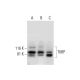 T6BP Antibody (H-6) - Western Blotting - Image 294101 