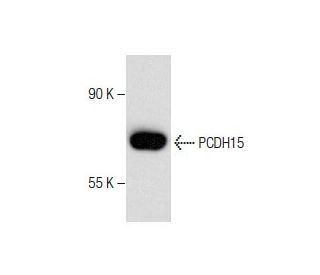 PCDH15 Antibody (H-3) - Western Blotting - Image 282567 