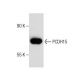 PCDH15 Antibody (H-3) - Western Blotting - Image 282567 