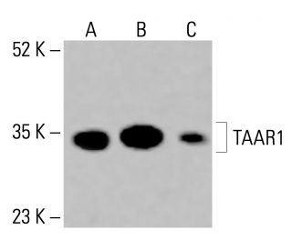 TAAR1 Antibody (C-12) - Western Blotting - Image 415641 