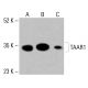 TAAR1 Antibody (C-12) - Western Blotting - Image 415641 