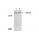 TAB182 Antibody (G-5) - Western Blotting - Image 319394