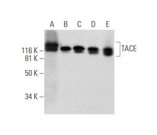 TACE/ADAM17 Antibody (B-6) - Western Blotting - Image 290845 