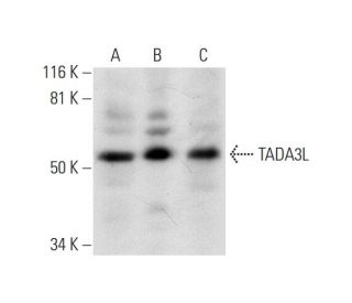 TADA3L Antibody (D-10) - Western Blotting - Image 295828 