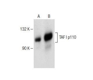 TAF I p110 Antibody (C-10) - Western Blotting - Image 151259 
