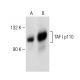 TAF I p110 Antibody (C-10) - Western Blotting - Image 151259 
