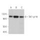 TAF I p110 Antibody (C-10) - Western Blotting - Image 366345